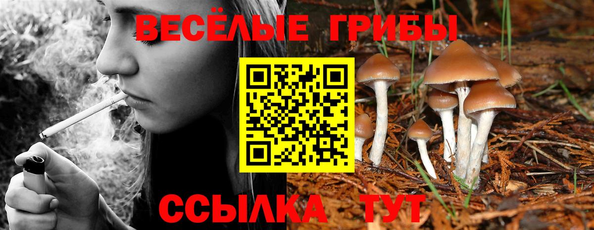 Псилоцибиновые грибы Psilocybe  Вход с VPN  Кизляр  Псилоцибиновые грибы ЛСД 